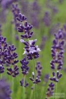 Lavandula angustifolia 'Contrast' -- Lavendel